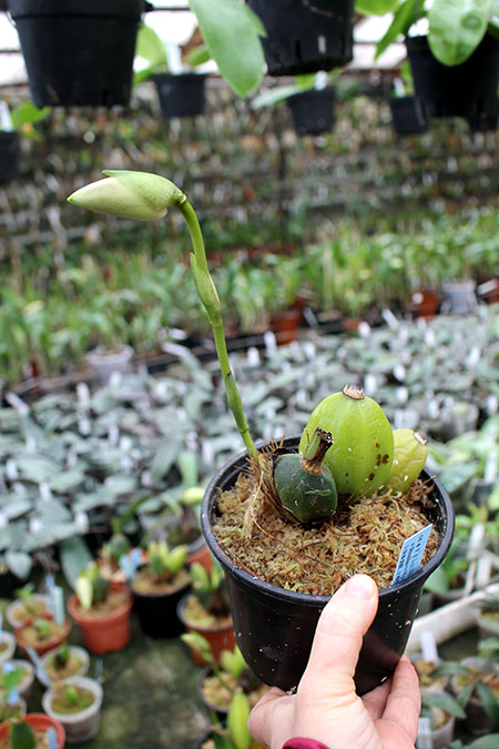 Lycaste Shonan Melody (Sunray 'Pink Panther' x Shoalhaven 'Kyoto').jpg