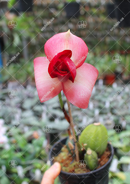 Lycaste Shonan Bright (John Ezzy 'Pink Star' x Shoalhaven 'Kobe').jpg