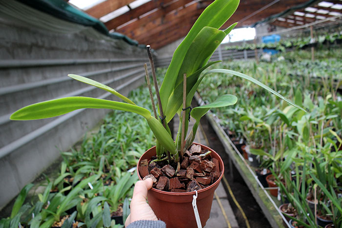 Laeliocattleya C G Roebling 'Blue Indigo' (Cattleya gaskelliana x Laelia purpurata).jpg
