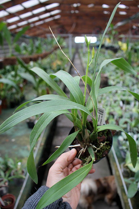 Epidendrum vitellinum x tripunktatum x semialperta.jpg