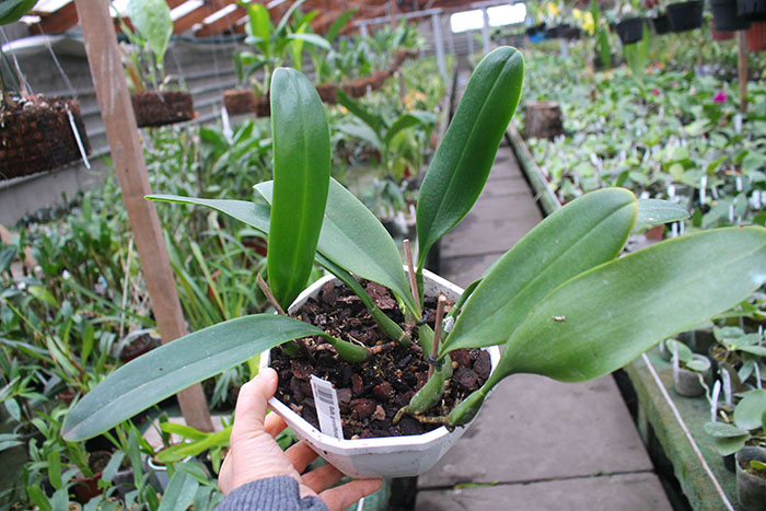 Bulbophyllum grandiflorum.jpg