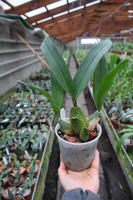 Cuitlauzina pendulum.jpg