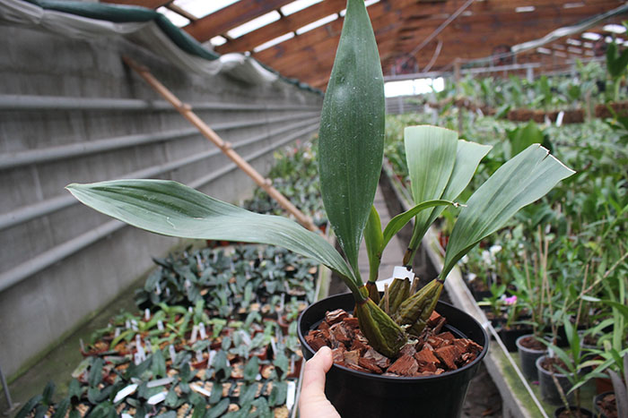 Bifrenaria tyrianthina (dark 'AWZ' x flamea 'SC').jpg