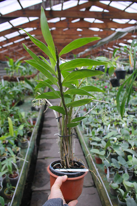 Dendrobium ionopus.jpg