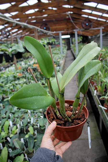 Brassolaeliocattleya Tubtim Siam.jpg