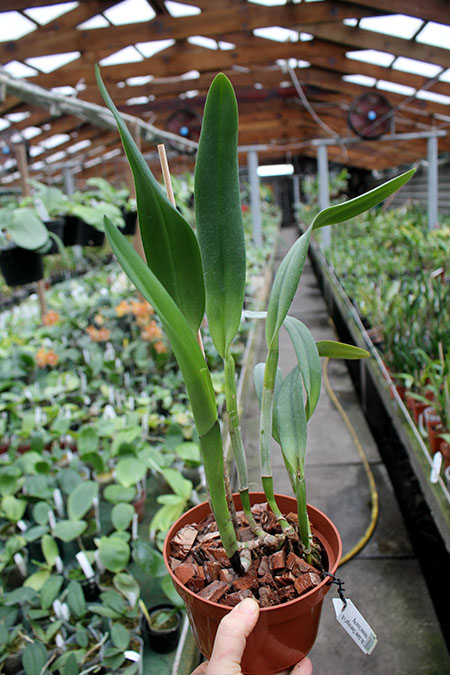 Brassolaeliocattleya Golden 'Green Angel' x Brassavola digbyana 'Uncle Pig'.jpg
