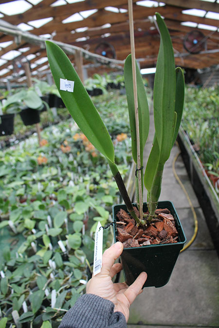 Brassolaeliocattleya Chunyeah x Brassavola digbyana.jpg