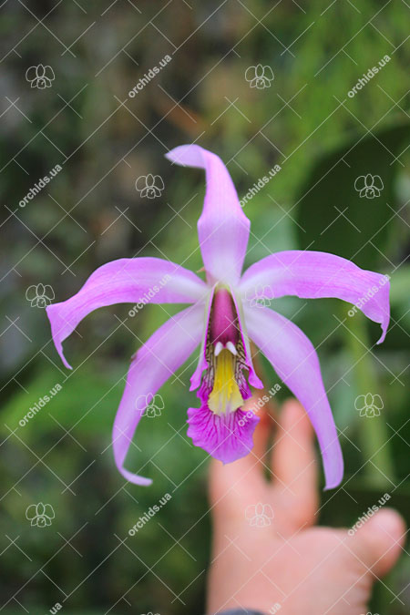 Laelia superbiens.jpg