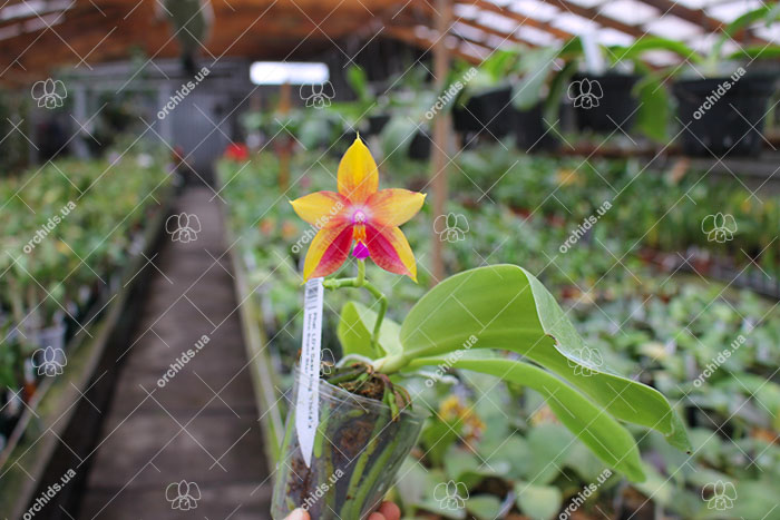 Phalaenopsis LD's Bear King 'YK-14' x Miro Super Star.jpg