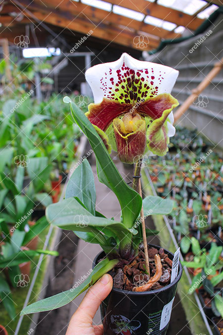 Paphiopedilum Arafura Sea x New Generation.jpg