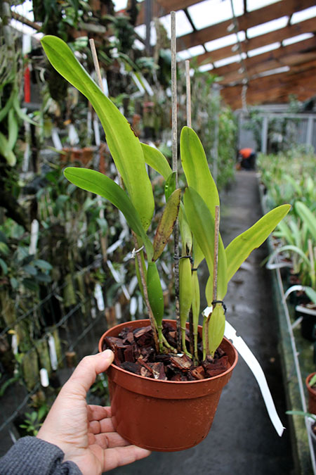 Laelia tenebrosa 'Fumacina Fujita' x Laelia tenebrosa extra XXX.jpg