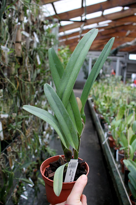 Laelia perrinii alba 'AM' x Laelia perrinii alba 'RK'.jpg