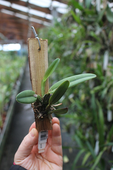 Cattleya luteola (GC 4N x H&R 4N).jpg