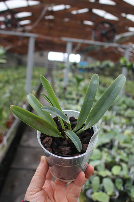 Cattleya maxima alba.jpg
