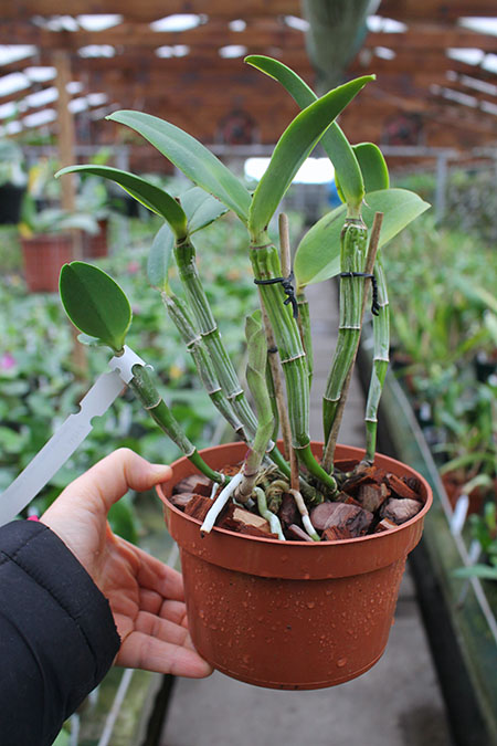 Cattleya intermedia orlatao 'AWZ' x intermedia 'Quantum'.jpg
