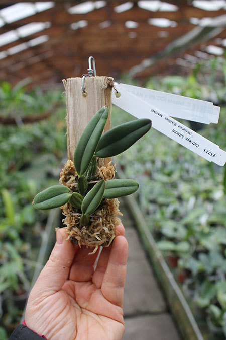 Cattleya luteola (GC 4N x H&R 4N).jpg