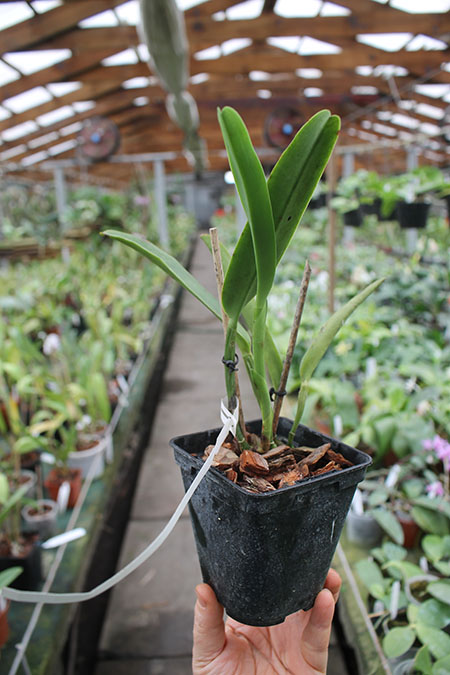 Cattleya maxima alba 'Drago'.jpg