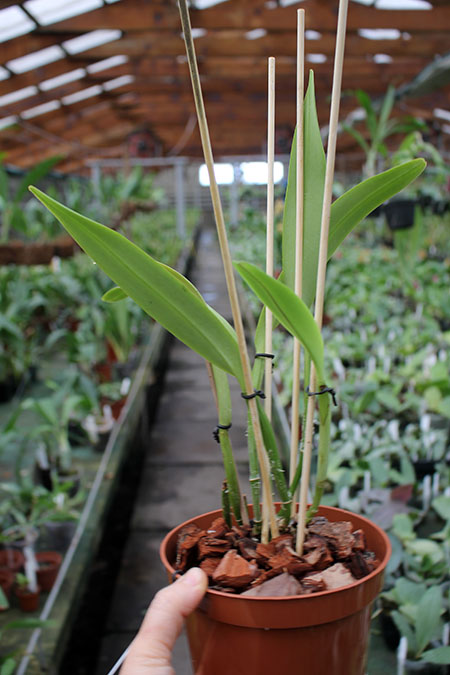Cattleya maxima semi-alba 'La Pedrena'.jpg