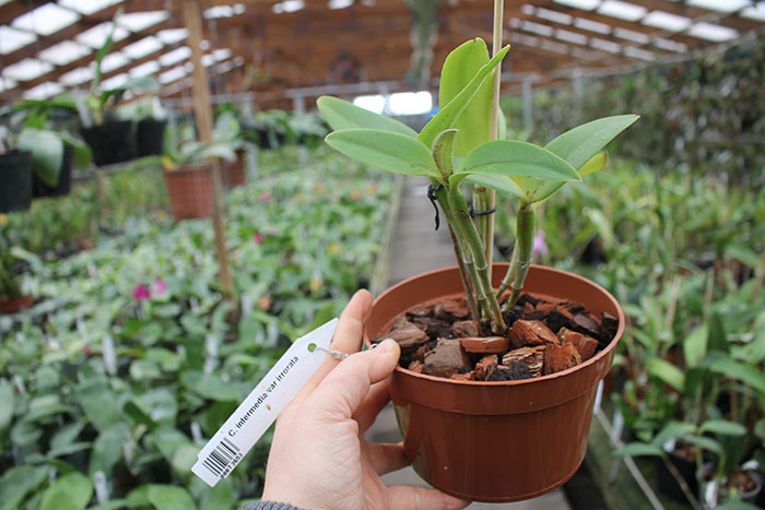 Cattleya intermedia var irrorata.jpg