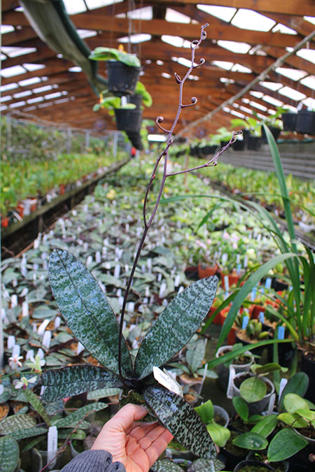 Phalaenopsis schilleriana x sib.jpg