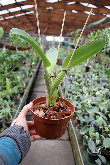 Cattleya warneri coerulescens 'J Dias de Castro' x SELF.jpg