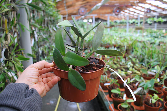 Cattleya schilleriana 'Ibiraçú' x Cattleya schilleriana 'Daniel Endringer'.jpg