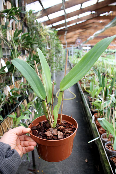 Cattleya warneri integra 'Evandro Perini' x Cattleya warneri inegra-orlata-pincelada 'Leonor'.jpg