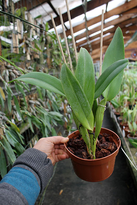 Cattleya warneri concolor 'HI' x Cattleya warneri venosa suave.jpg