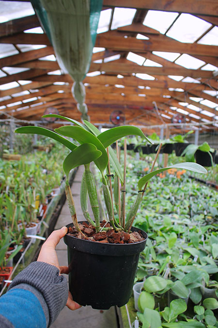 Cattleya lueddemanniana rubra x lueddemanniana escura.jpg