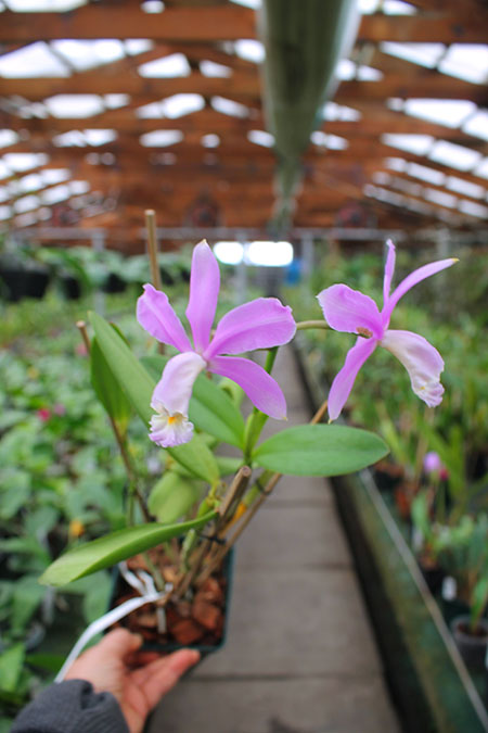 Cattleya harrisoniana 'Z-533' x Cattleya harrisoniana 'Rainha do Brejo'.jpg