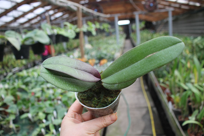 Doritaenopsis Lius Sakura KF.jpg