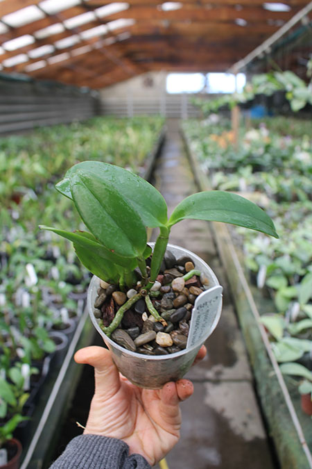 Cattleya leopoldii 'SVO Prince' x leopoldii 'Paul'.jpg