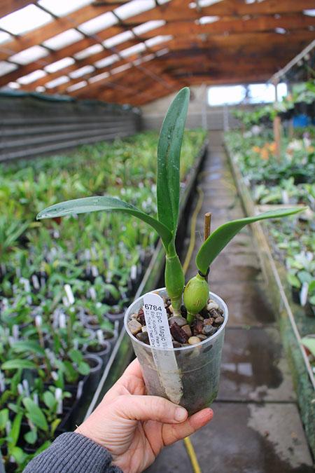 Epicattleya Magic Wand.jpg