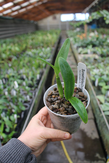 Sophrolaeliocattleya Aloha Jewel 'Tangerine' x Brassolaeliocattleya Guess What 'SVO'.jpg