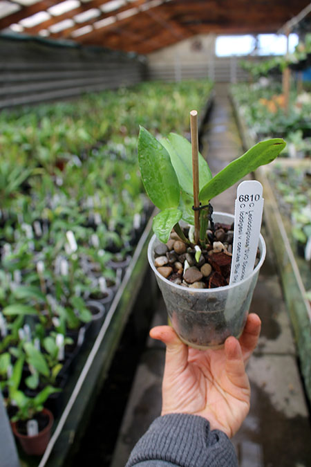 Cattleya Leoloddiglossa 'SVO Speckled Blue' x loddigesii coerulea 'Blue Sky'.jpg