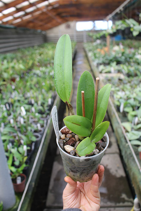 Laeliocattleya Tokyo Magic 'Hihimanu' x Cattleya lueddemanniana 'Arthur Chadwick'.jpg
