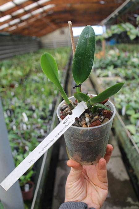 Cattleya loddigesii alba 'Z-492' x Brassavola glauca.jpg
