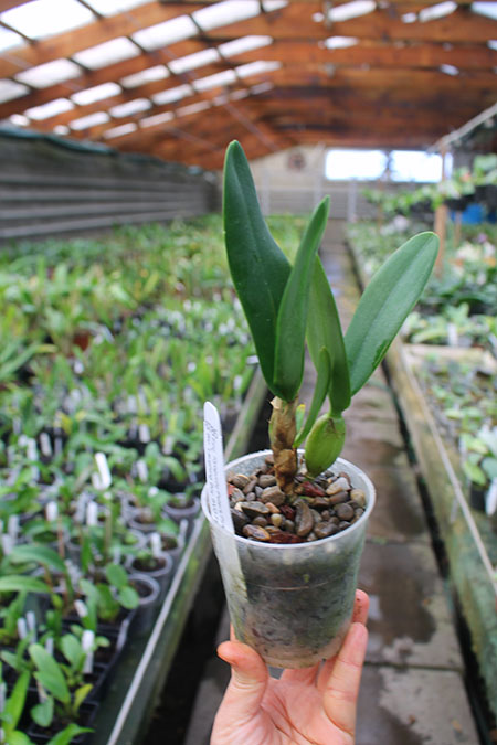 Epicattleya Kyoguchi 'Peter's Pick' x Brassolaeliocattleya Trick or Treat 'Orange Magic'.jpg