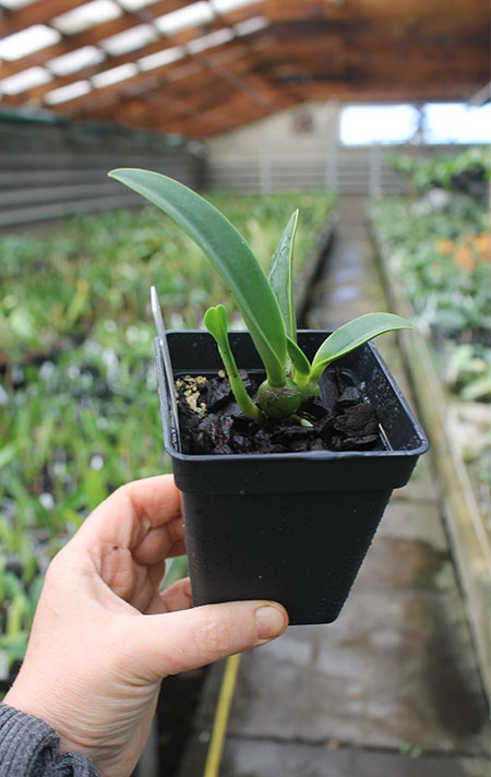 Sophrolaeliocattleya Tokyo Life.jpg