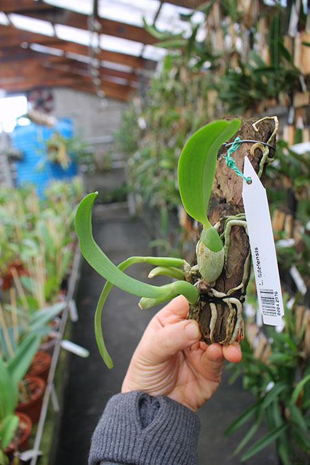 Laelia fidelensis.jpg