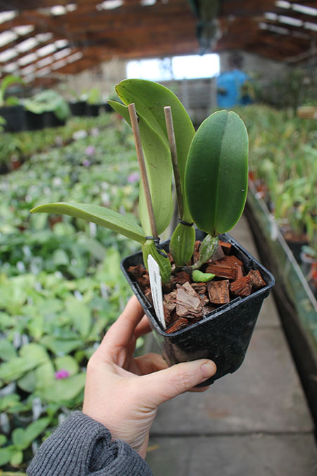 Cattleya gaskelliana semi-alba 'Maruja' x 'Naria'.jpg
