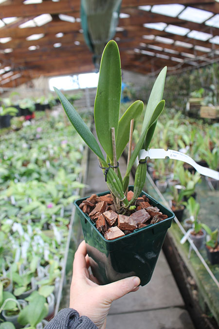 Cattleya eldorado tipo XXX x Cattleya eldorado rubra.jpg