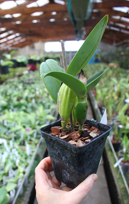 Cattleya jenmanii rubra ('HR Red Lip' x 'HR Grand Ruby').jpg