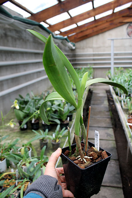 Potinara Tzeng-Wen Free.jpg