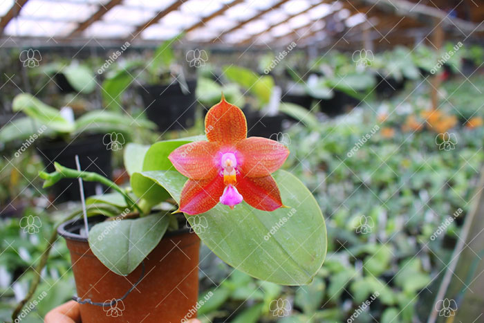 Phalaenopsis Ld's Bear King 'YK11'.jpg