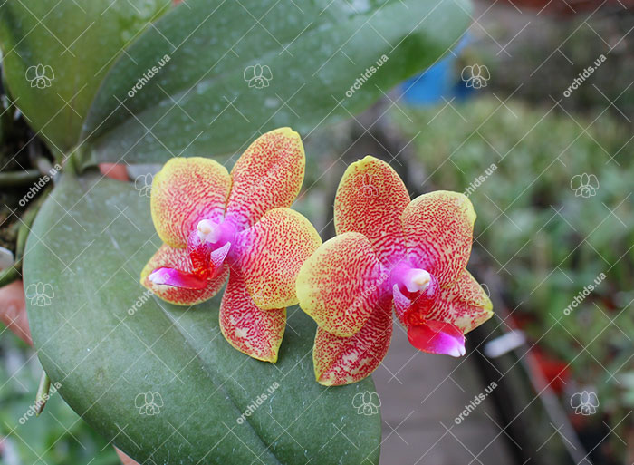 Phalaenopsis Sogo Lawrence.jpg