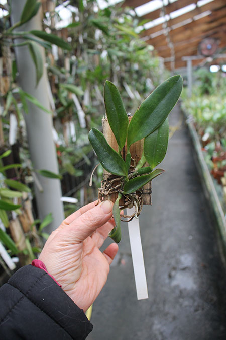 Laelia alaori escura 'Carnaval' x alaori escura 'Gemini I'.jpg