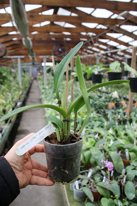 Cattleya maxima alba x semi-alba.jpg