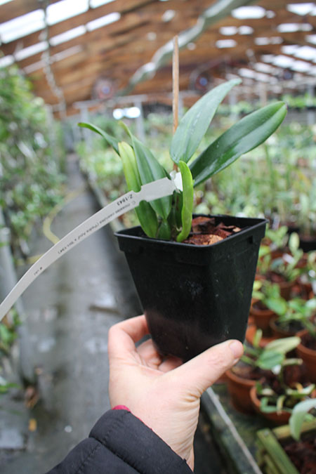 Cattleya mossiae coerulea 'Pedra Azul' x mossiae coerulea 'BH-134'.jpg