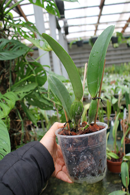 Cattleya trianae 'Elegance' x trianae OV727.jpg